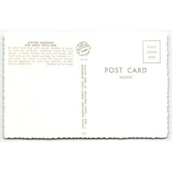 New Jersey State Bird Eastern Goldfinch Vintage Ken Haag Postcard - Picture 2 of 2